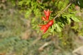 A beautiful picture of pomegranate buds among the leafy branches of a pomegranate tree in a pomegranate orchard ÃÂ 